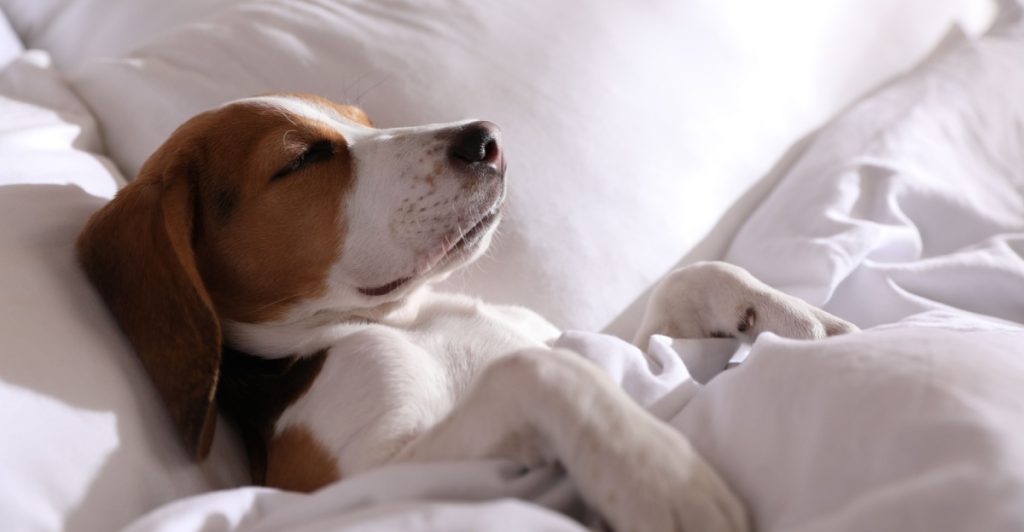 Dog in bed