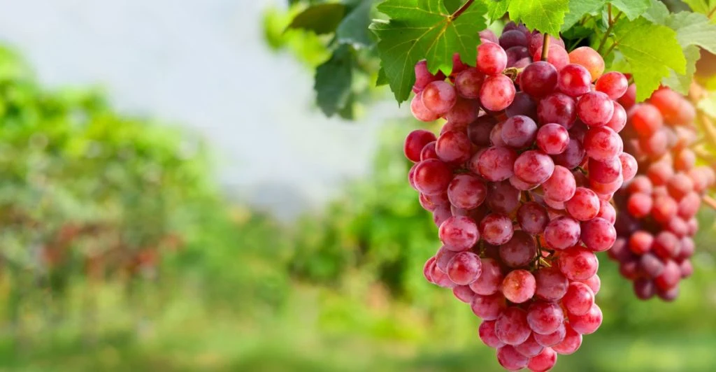 Grapes, vindruvor