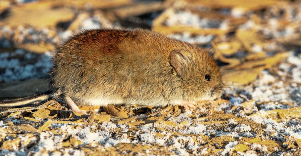 Forest vole, skogssork