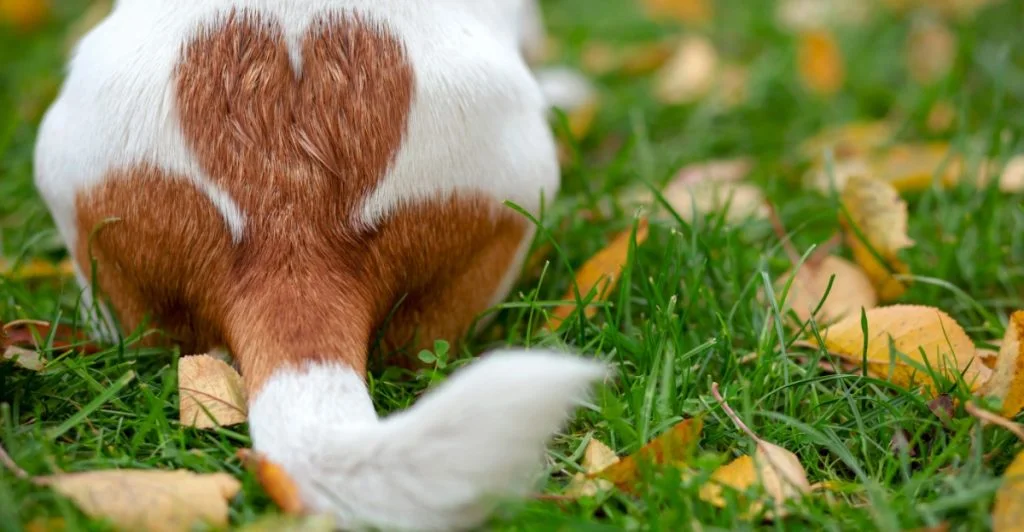 Dog, tail