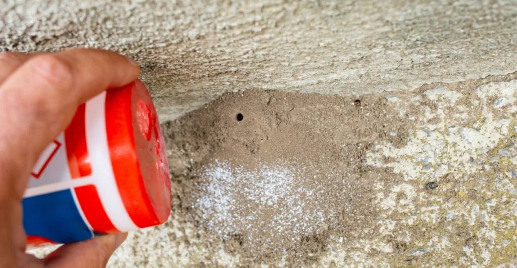 Salt, ants