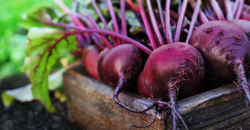 Beetroot, rödbetor, rødbeder