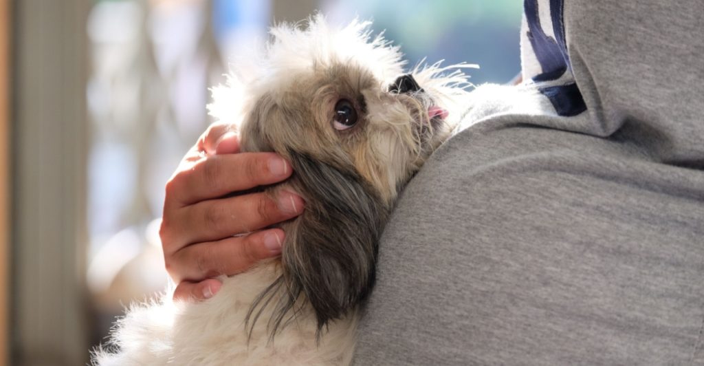 Pregnant woman and dog