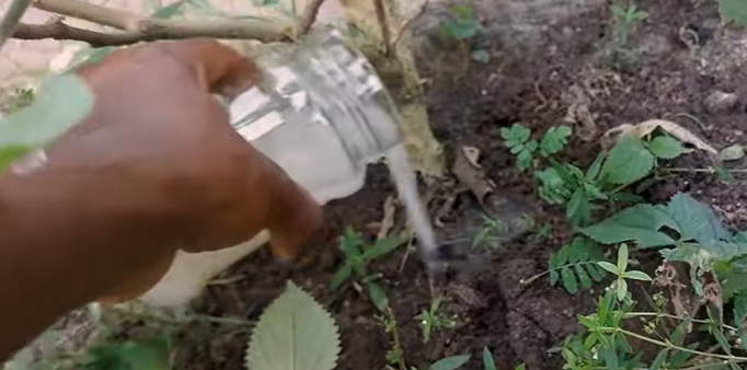 risvand i haven, ricewater in garden