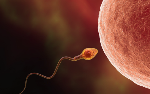 Nyt skærpende krav hos sædbanker: Minimumskrav til IQ før man kan donere sæd