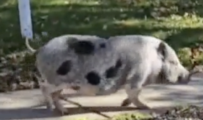 Løssluppen gris ved navn ’Morgenmad’ skaber kaos i New York-kvarter