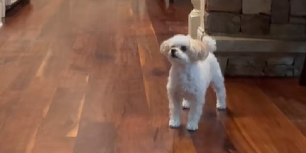Puddel overrasker nettet med alarm-lignende lyd ved hjemkomst: Klippet har fået utallige til at grine