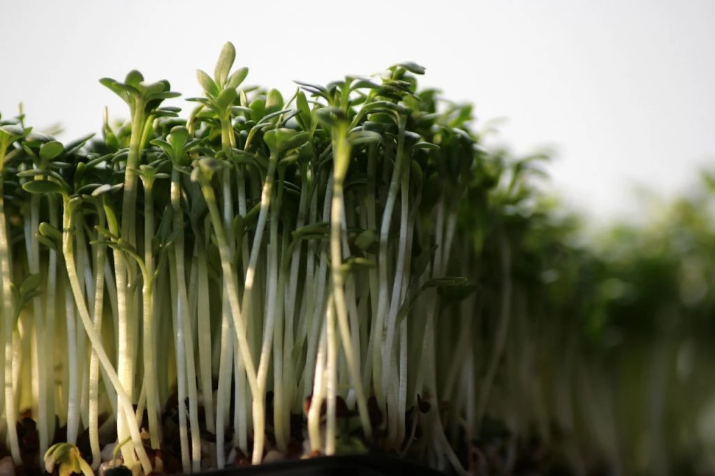 cress, karse