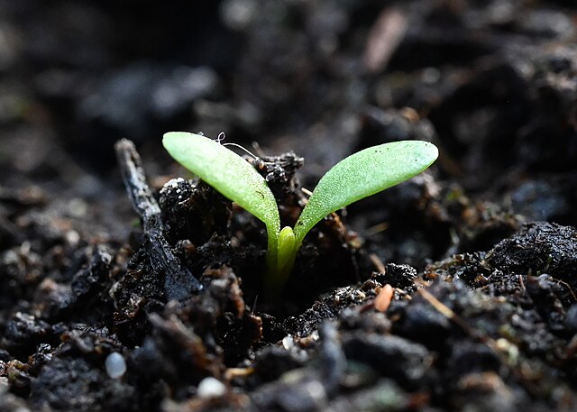 Bestemors store favoritt er på vei tilbake i hagene: Her er alt du trenger å vite