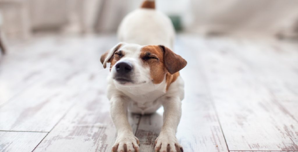 dog stretching