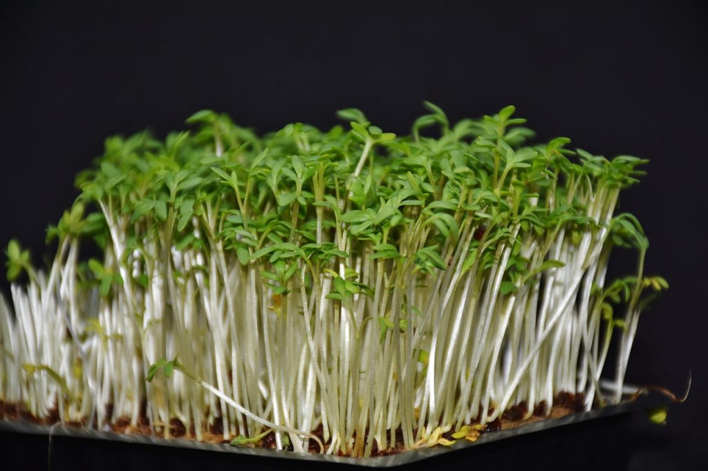 garden-cress, karse