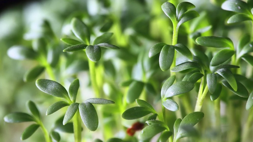 garden-cress, karse
