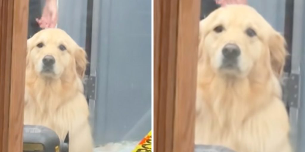Golden retriever tror, at han bliver efterladt ved frisøren: Hans reaktion har fået tusindvis til at grine