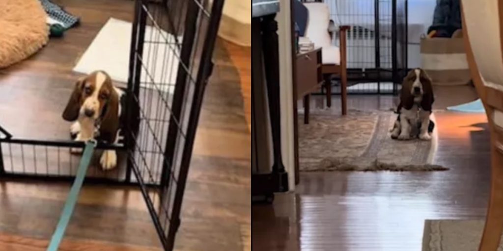 Ejer glæder sig til at gå tur med sin hundehvalp: Men der er bare et problem