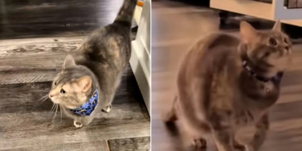 Nygift par vender hjem fra bryllupsrejse til haltende kat: Er i chok over, hvad dyrlægen siger