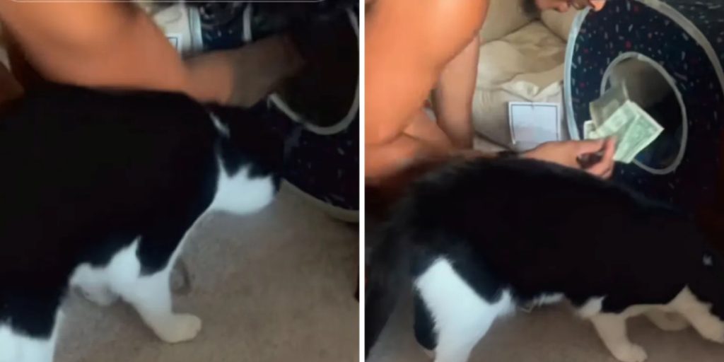 Mand var forvirret over, at hans penge hele tiden forsvandt: Så opdagede han, hvad katten gjorde