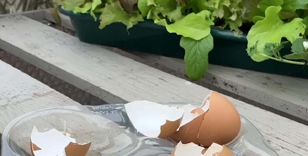 Hell eddik over eggeskall og bruk det i hagen: På et øyeblikk har du løst et kjent problem