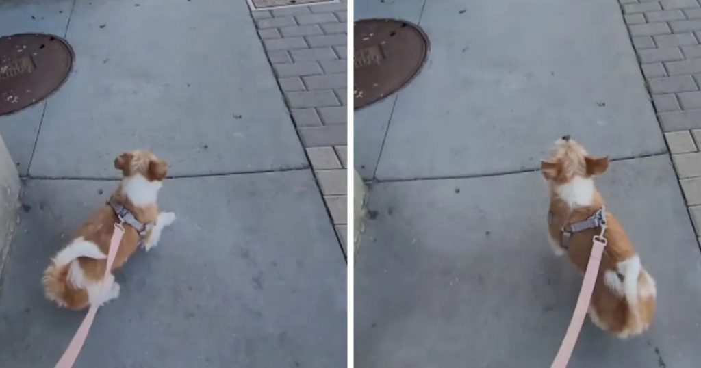 Hund ser sin ejer for sidste gang: Dens reaktion har knust hjerter verden over