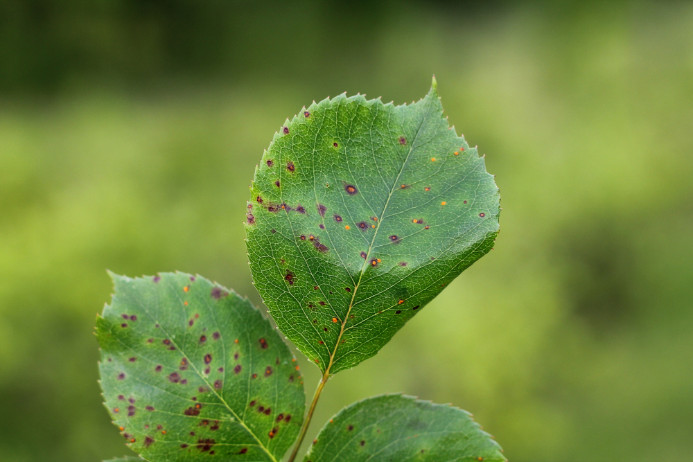 Phragmidium,Mucronatum,Is,A,Plant,Pathogen,That,Causes,Rose,Rust. roses