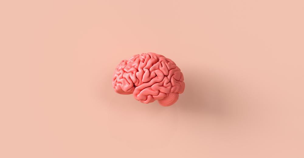 Human,Brain,Anatomical,Model,,Medical,Concept,Image