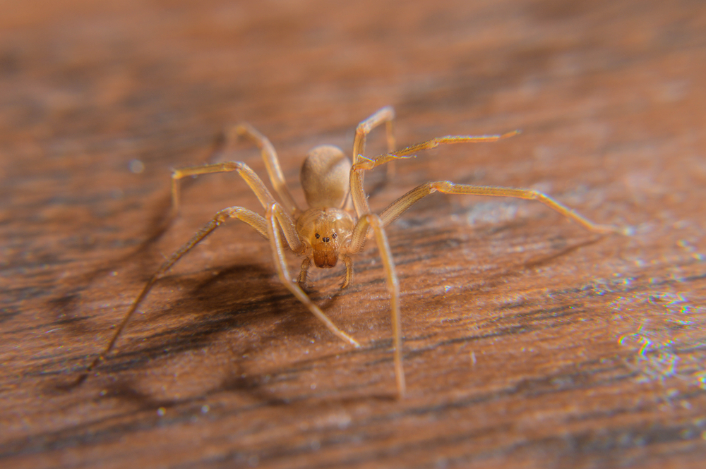Brown,Recluse,Spider,Close,Up, brun eneboer edderkop