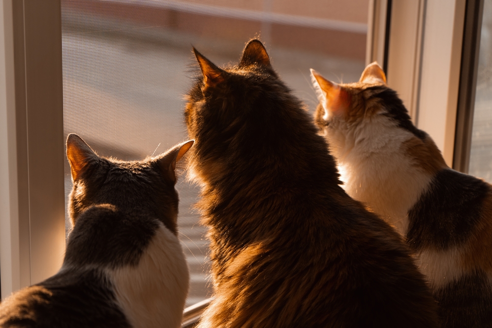 Three,Cats,Look,Out,The,Window.,Three,Cats,In,The