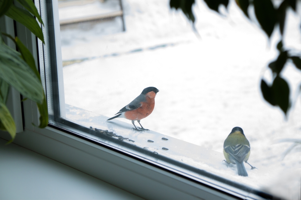 Hvorfor banker fugler på vinduer? Svaret kan komme som en overraskelse