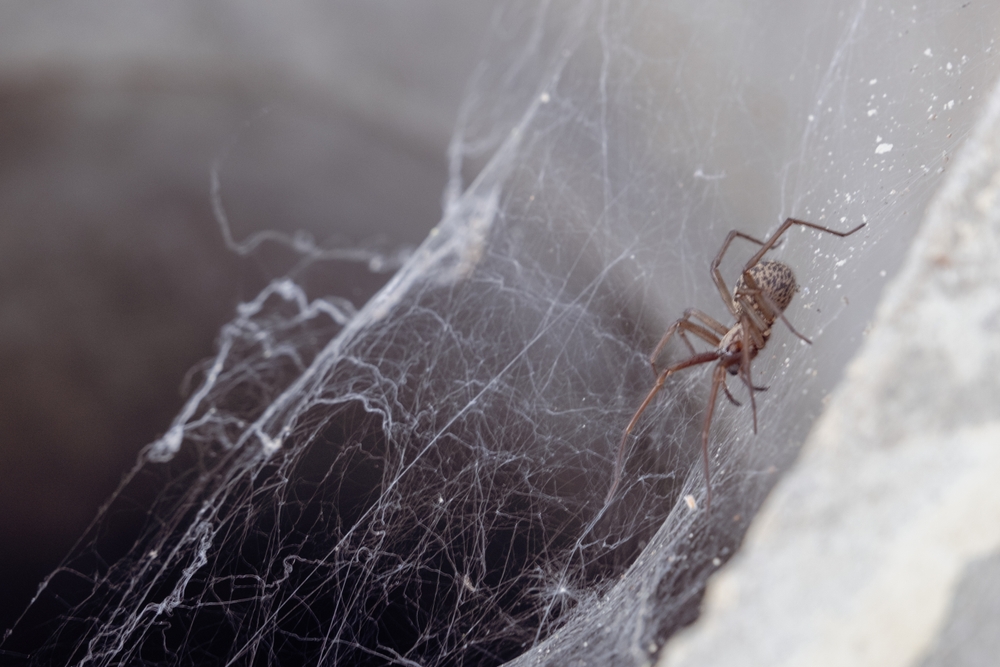 Large,Domestic,Spider,On,A,Web,-,Tegenaria,Domestica,,In