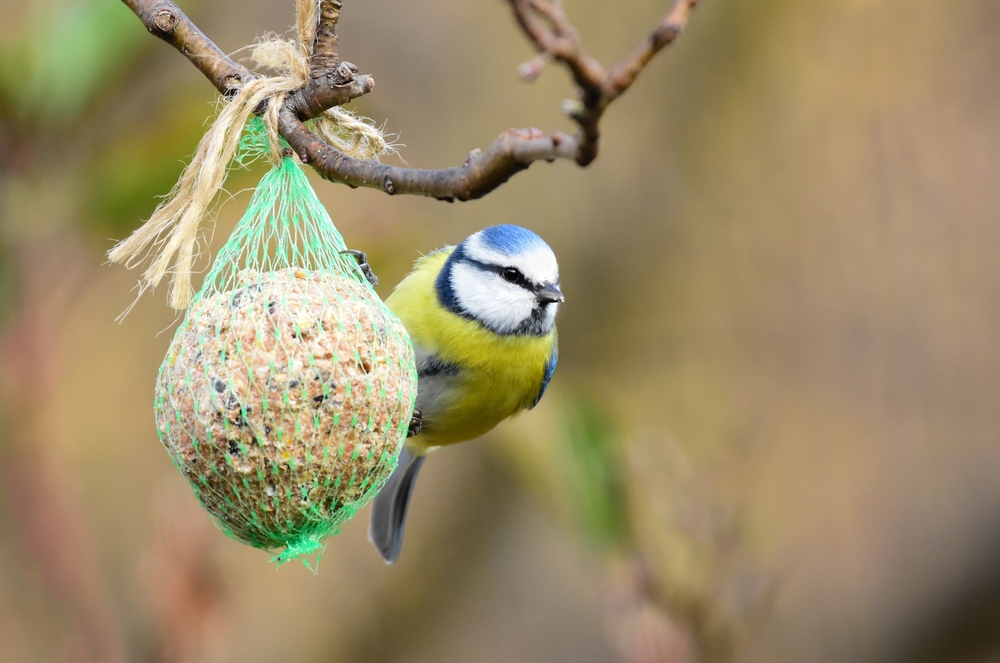 fugle,have,mejsekugler