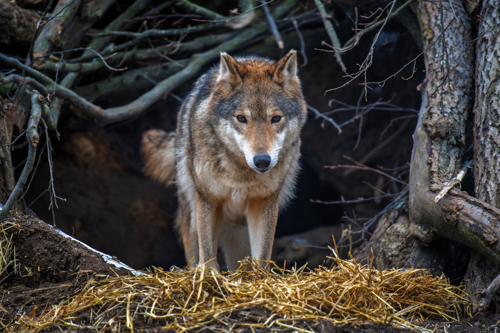 Gray,Wolf,(canis,Lupus),Emerging,From,Den,In,Forest