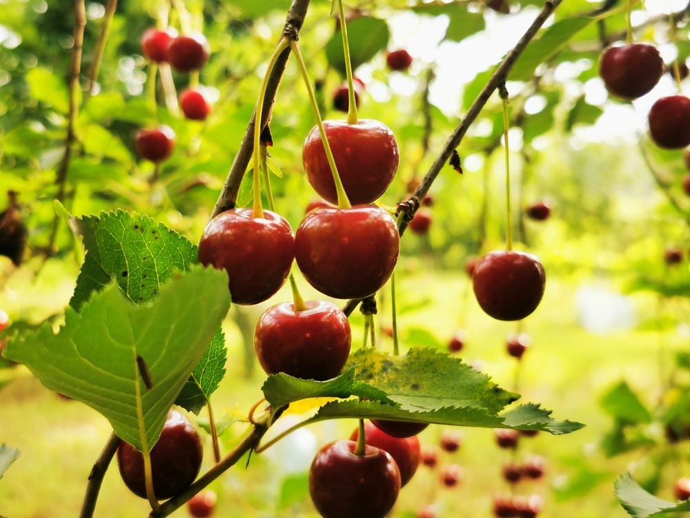 Gjør dette hemmelige trikset med kirsebærtrærne før 15. november: Neste års avling kan bli tre ganger så stor