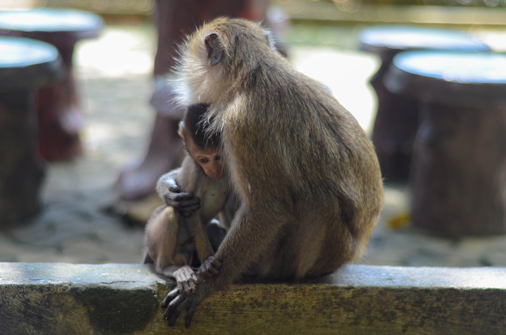 Aper overrasket forskerne – begynte å gjøre noe vi trodde bare mennesker kunne
