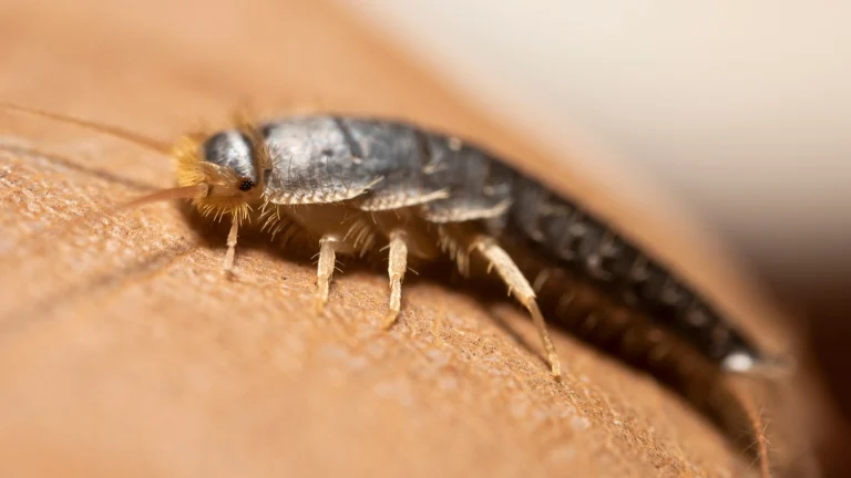 Strø bare litt av dette i hjemmet: Det får sølvkre til å holde seg langt unna