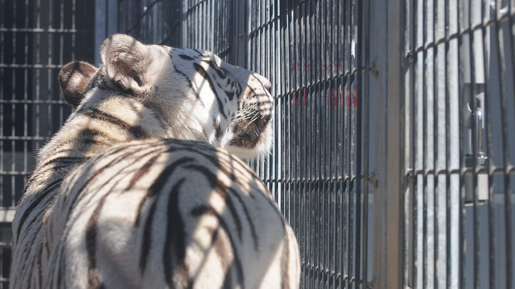 Royal White Bengal Tiger in cage at Cougar Mountain Zoological Park