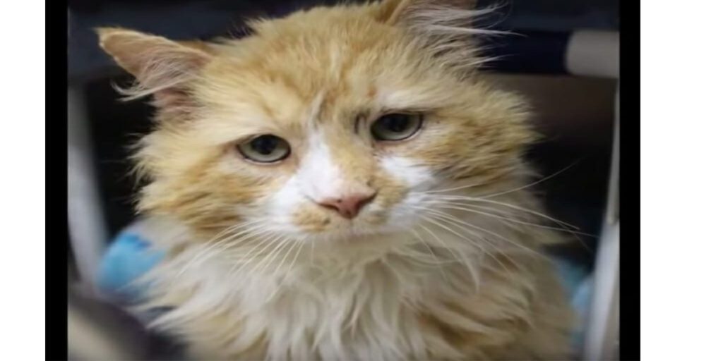 Kat går 32 kilometer for at blive genforenet med sin familie – så tager de ham til dyrlægen for at blive aflivet