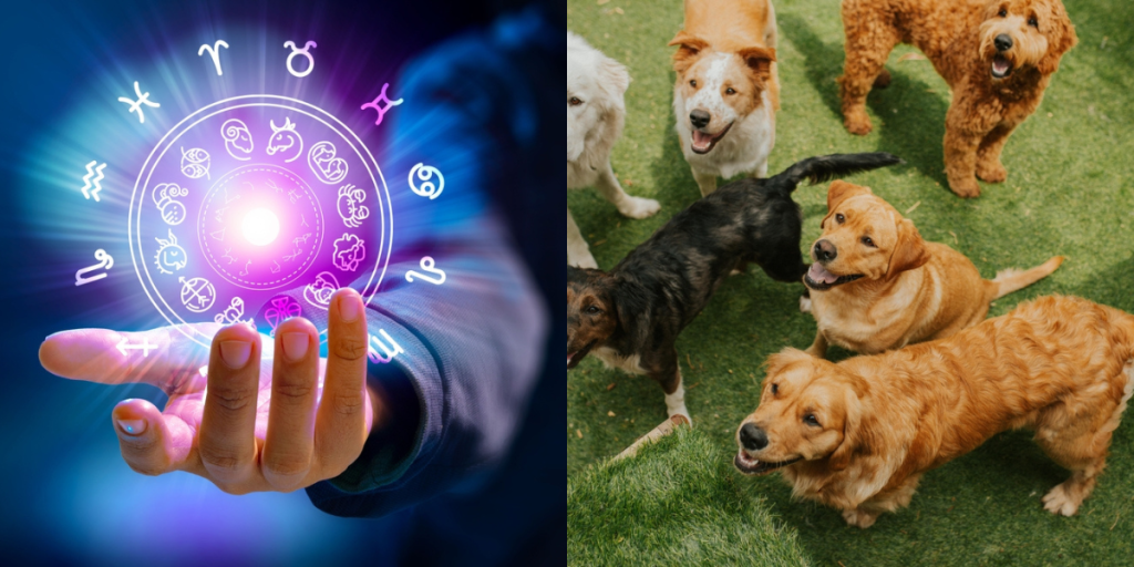 Astrologi, hunde, dogs,
