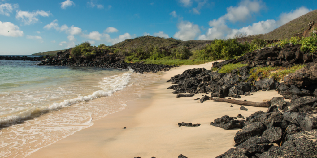 Bird thought extinct returns after nearly 200 years