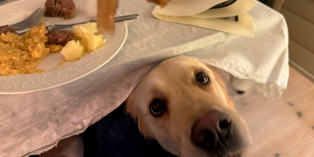 hund, dog, julemat, julemad, christmas