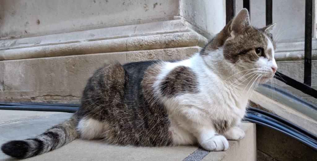 Russische Medien verdrehen Larry den Kater zu Propagandazwecken