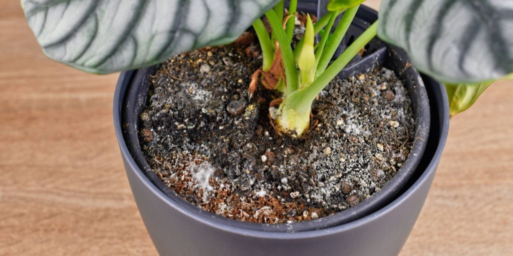 Ligger der en hvid belægning på din pottemuld? Så bør du straks reagere