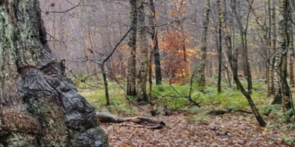 Utallige danskere farer ud i denne skov af samme grund: Har set det i fjernsynet