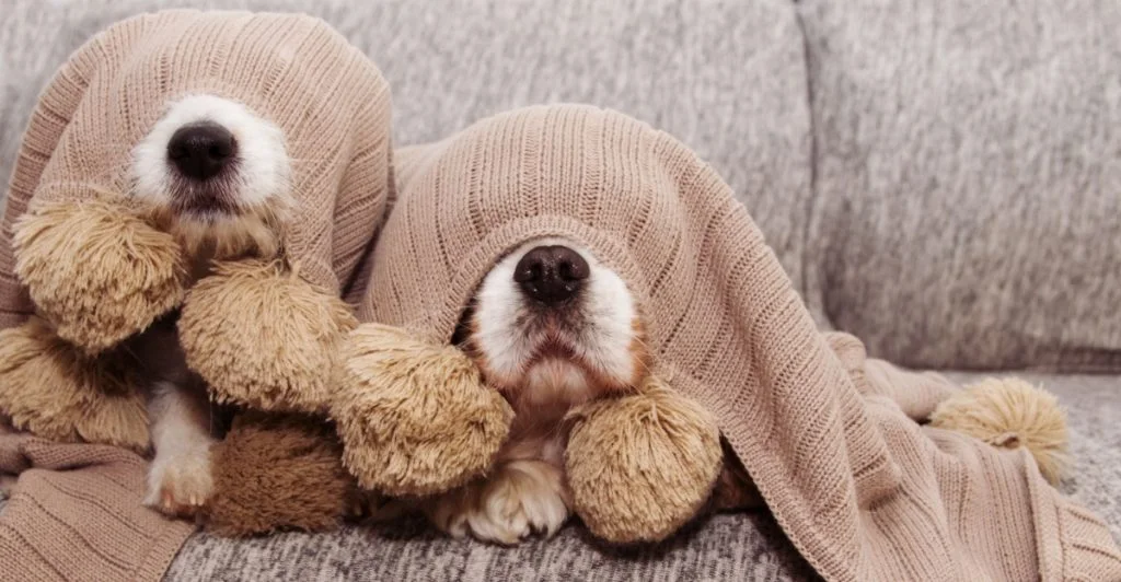 Scared dogs