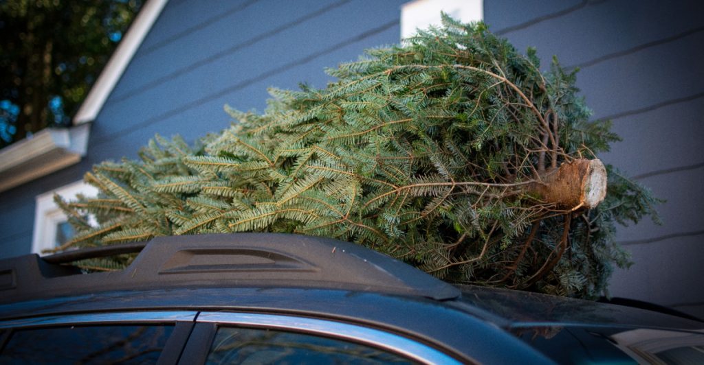 Julgranen från skogen kan bli dyr – markägaren kan kräva ersättning