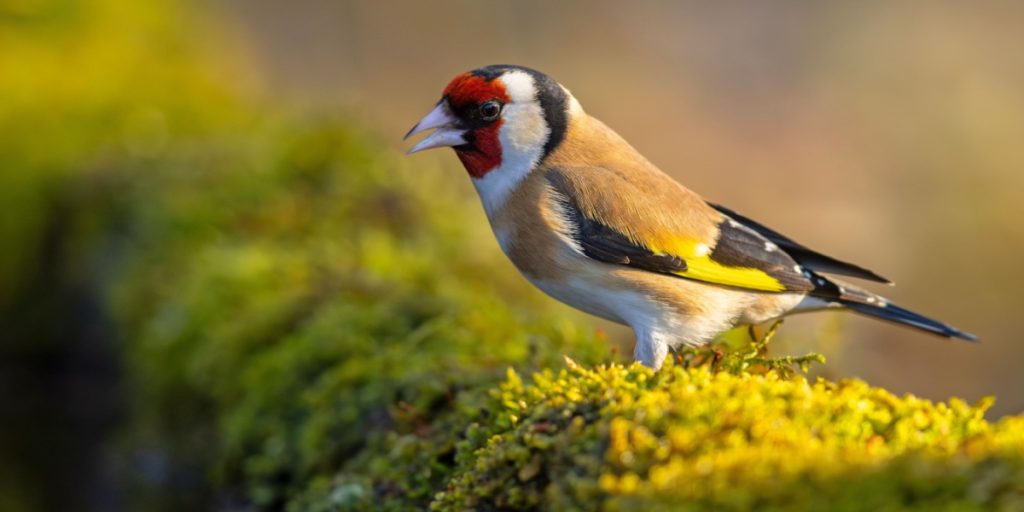 Stillitsen, fugl, bird