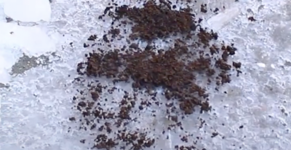 Därför bör du strö ut kaffesump i uppfarten på vintern