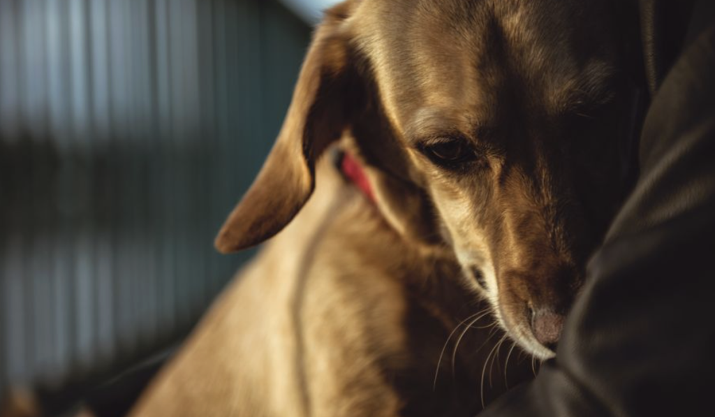 8 gode råd til hunde- og katteejere: Sådan hjælper du bedst dit kæledyr gennem nytårsaften