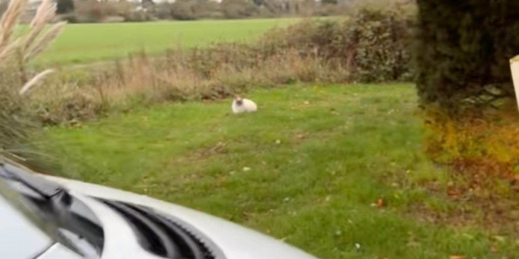 Mand på vej hjem ser noget hvidt i grøften: Pludselig indser han, hvad det virkelig er