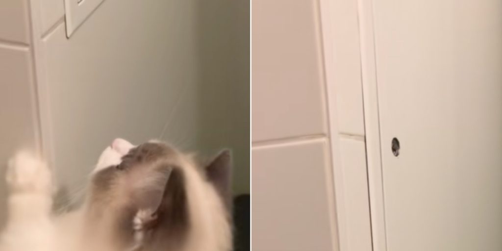 Kvinde troede, at hun havde mus: Men det, hun fandt i væggen, fik hende til at tabe kæben