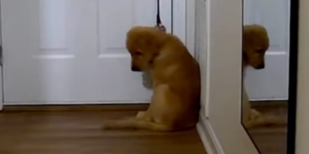 Kvinde ser til sin hvalp på overvågningskamera: Bryder sammen, da hun ser, hvad han gør alene