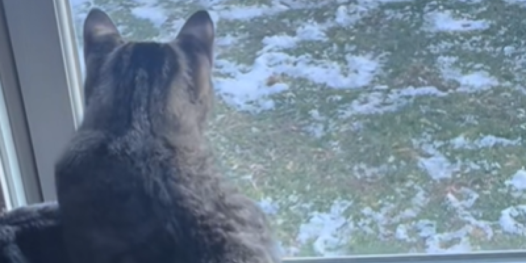 Modig kat ‘forsvarer huset’ mod uventede gæster: Den sjove video stjæler nu alle overskrifterne